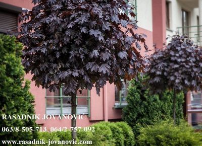 293660444118689025933653099055307653906432n1584016994