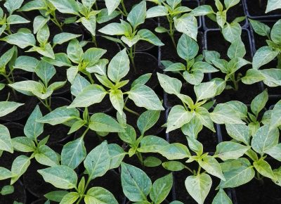 IMG202003181649311584771649