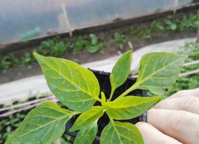 IMG202003181649471584771608