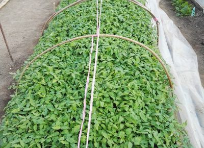 IMG202003181651121584771493