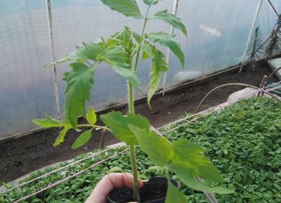 IMG202003181651411584773223