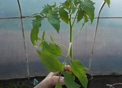 IMG202003181651441584771415