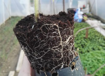 IMG202003181652231584771456