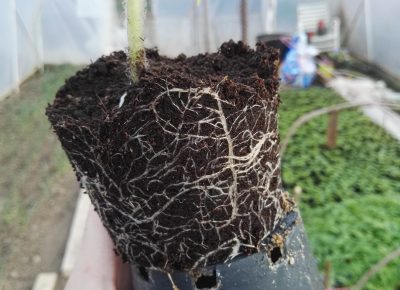 IMG202003181652241584773276