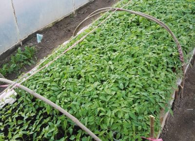 IMG202003181653081584771579