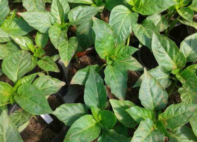 IMG4b921df9b76fcddcea1f8f50a9297fb6V1584773055