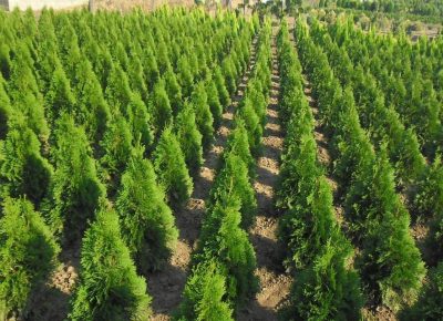 SmaragdkolumnajuniperustujaligustrumzogradaslikaO656998471584017292