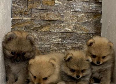 marččboo11583171919