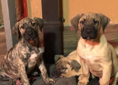 prestige101584644455