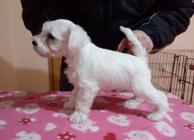 stajićšna11583941781