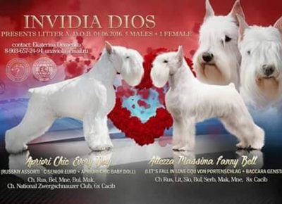 stajićšna41583941781