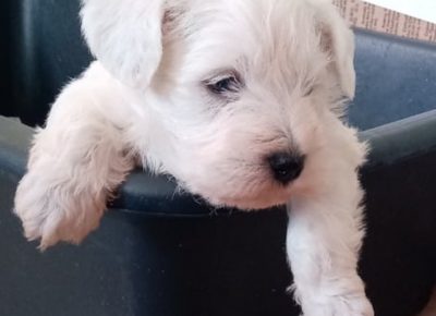 stajićšna51583941782