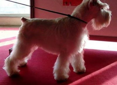 stajićšna61583941782