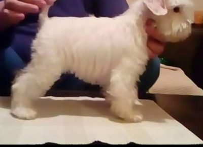 stajićšna71583941781