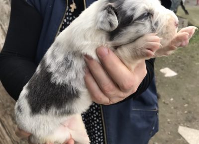 viberimage202003021711111583255034