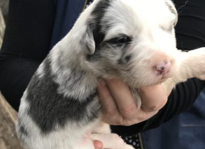 viberimage202003021711121583255033