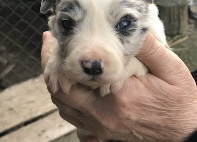 viberimage202003021711131583255034