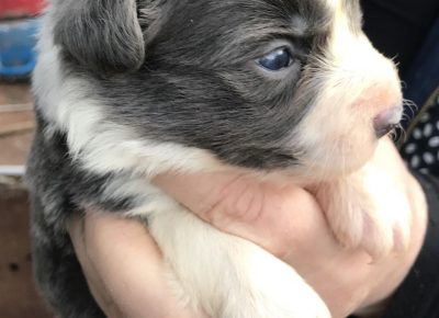 viberimage202003021711141583255035