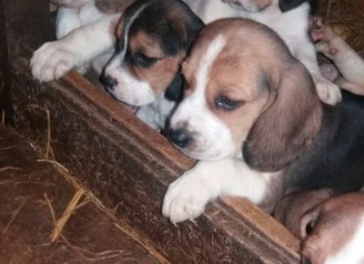 viberimage202003052126091583517222