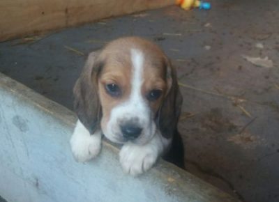 viberimage202003052126101583517223