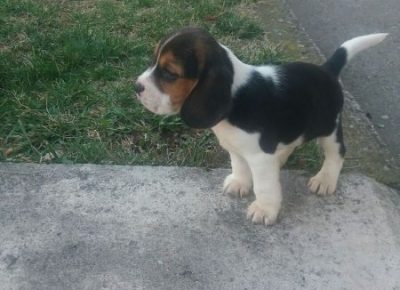 viberimage202003052126131583517223