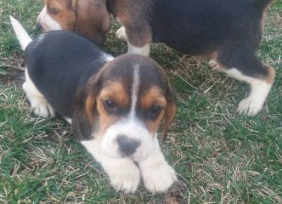 viberimage202003052126201583517222