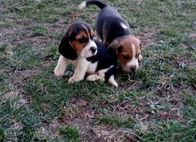 viberimage202003052126251583517223