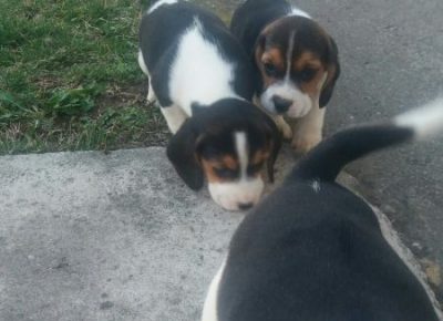 viberimage202003052126301583517221