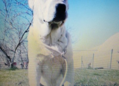 viberimage202003061213241583524102