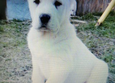 viberimage202003061213261583524102