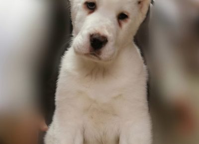 viberimage202003061213391583524103