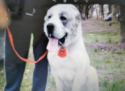 viberimage202003061213411583524103