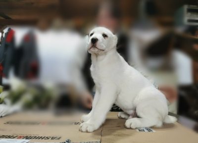 viberimage202003061214181583524101