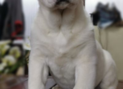 viberimage202003061214191583524101