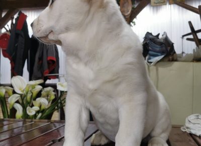 viberimage202003061214211583524104