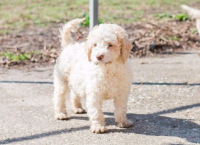 viberimage202003131617331584181476