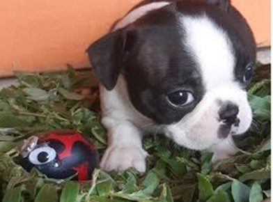 1Aleksandar1587546733