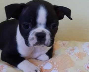 2Aleksandar1587546746