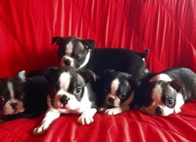 3Aleksandar1587546754