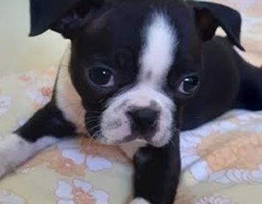 4Aleksandar1587546761