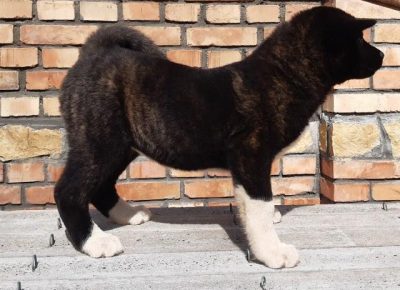 americkaakita031586454225