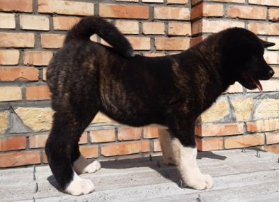 americkaakita041586454228