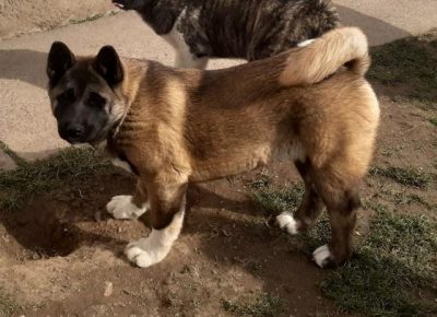 americkaakita051586454226