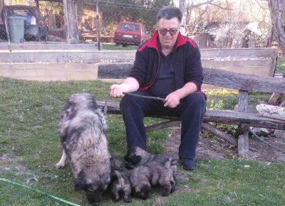 arčević21587400597