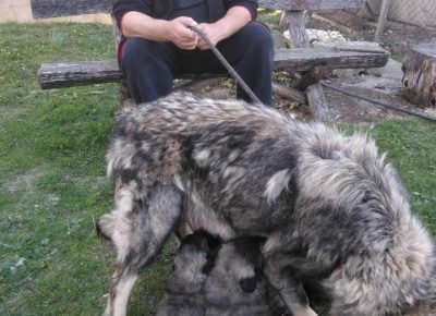 arčević31587400595