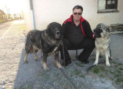 arčević51587400596