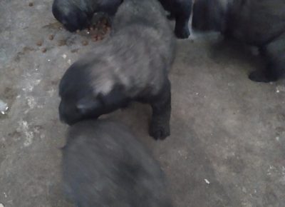 arčević81587400597