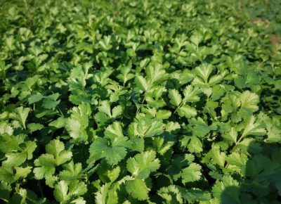 bugarski111586082470