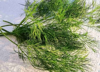 bugarski121586082470