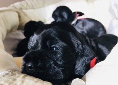 crnikoker31588023119